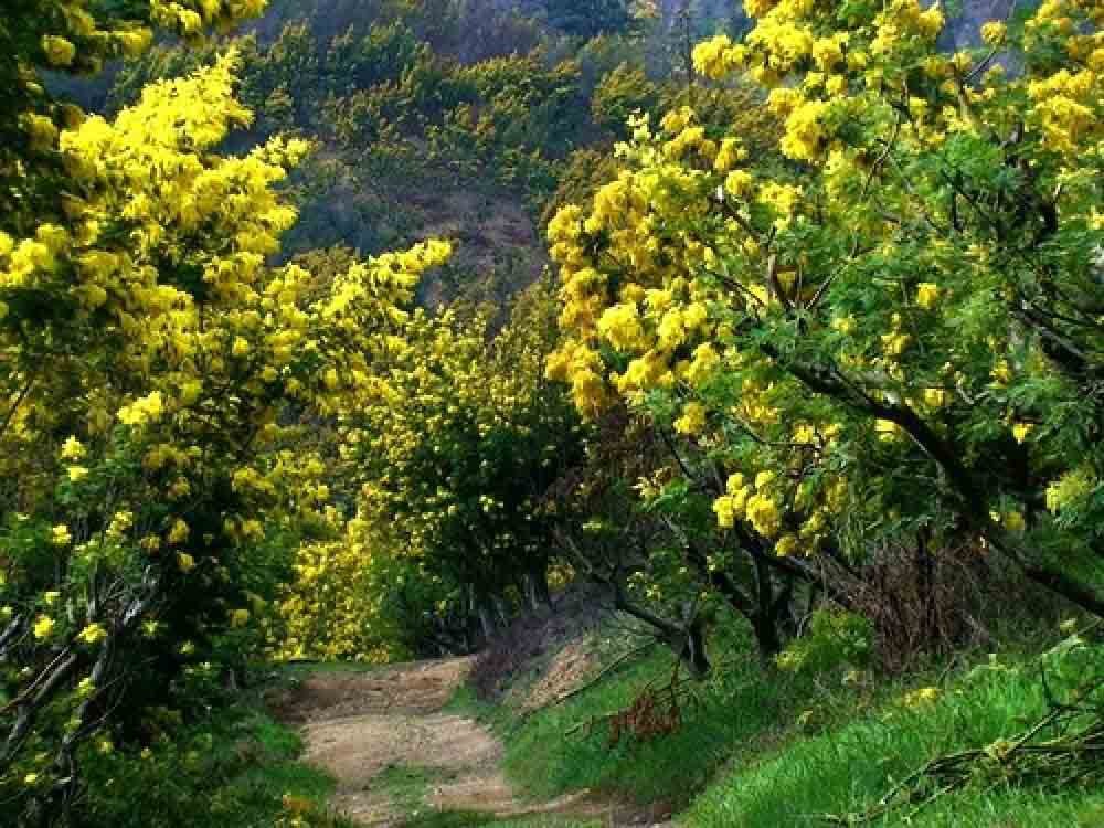 Sắc hoa Mimosa nhuộm vàng cả góc trời
