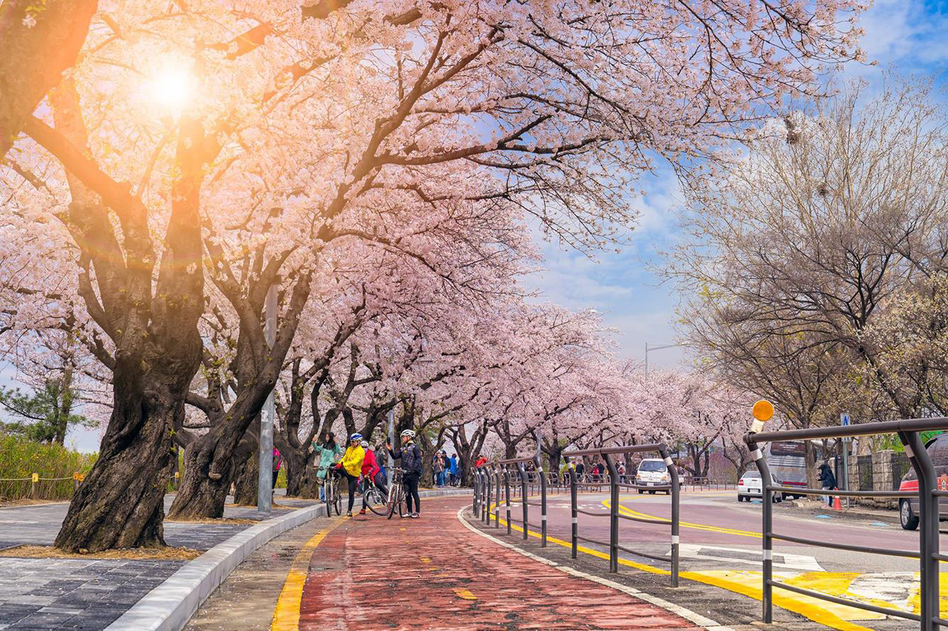 Mùa hoa anh đào Hàn Quốc