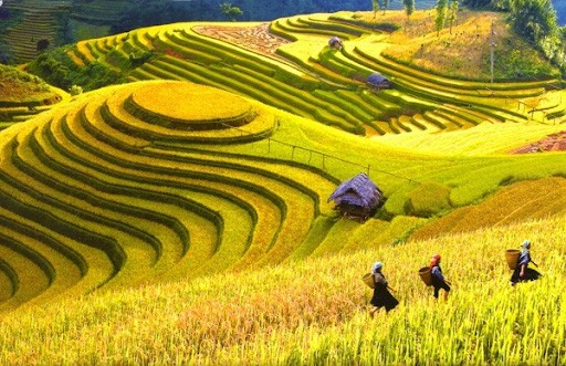 Du lịch Hà Giang tháng 10 - ruộng bậc thang