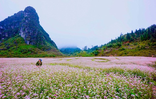 Du lịch Hà Giang tháng 10- hoa tam giác mạch