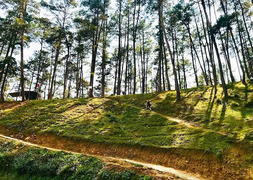 Du lịch Hà Giang tháng 10 - rừng thông Yên Minh