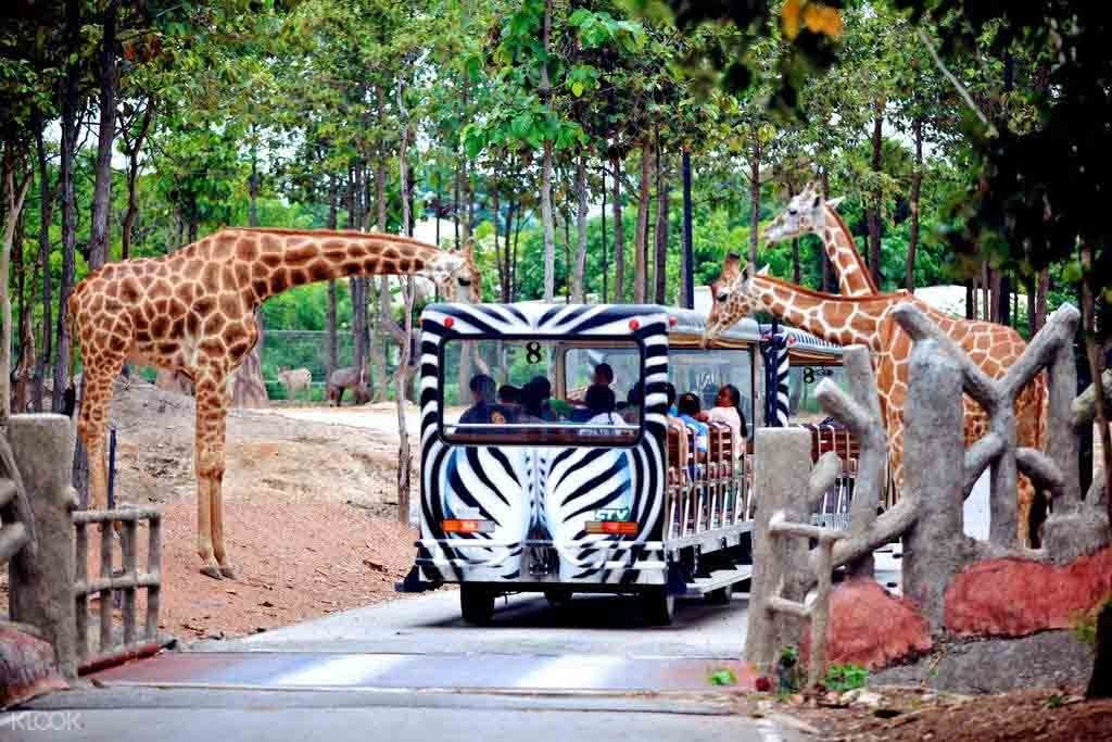 Tham quan Chiang Mai Night Safari