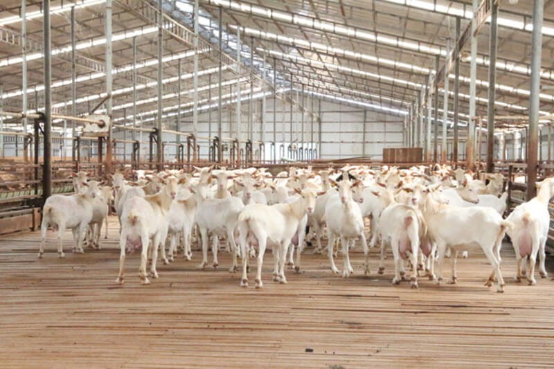 Giới thiệu về trang trại dê sữa Măng Đen
