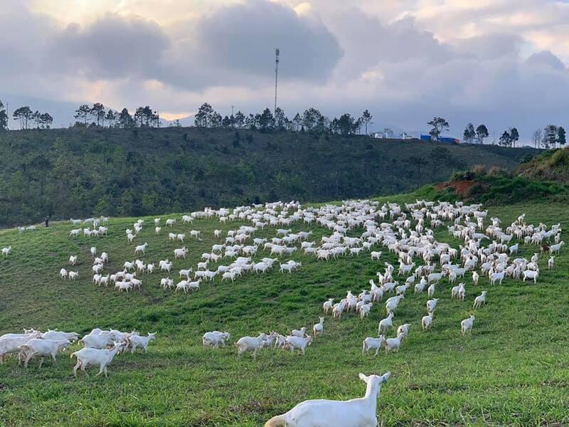 Tham quan trang trại dê sữa Măng Đen, trang trại dê sữa lớn nhất Việt Nam