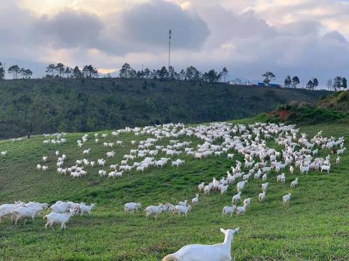 Tham quan trang trại dê sữa Măng Đen, trang trại dê sữa lớn nhất Việt Nam