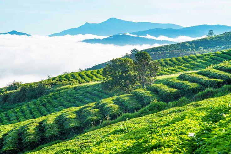 Kinh nghiệm du lịch Đà Lạt 2026 tự túc từ A-Z