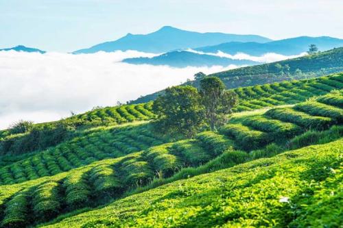 Kinh nghiệm du lịch Đà Lạt 2026 tự túc từ A-Z