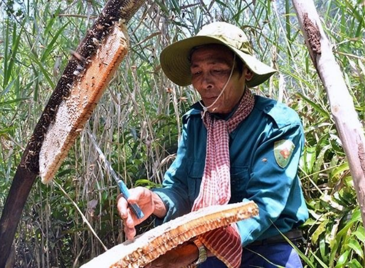 Mật ong rừng U Minh nguyên chất Mật ong rừng U Minh Cà Mau nguyên chất – đặc sản Cà Mau tốt cho sức khỏe