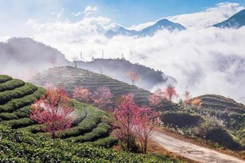 Đồi chè trái tim: Nơi hẹn ước trên cao nguyên Mộc Châu
