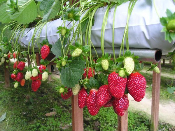 Vườn dâu tây công nghệ cao