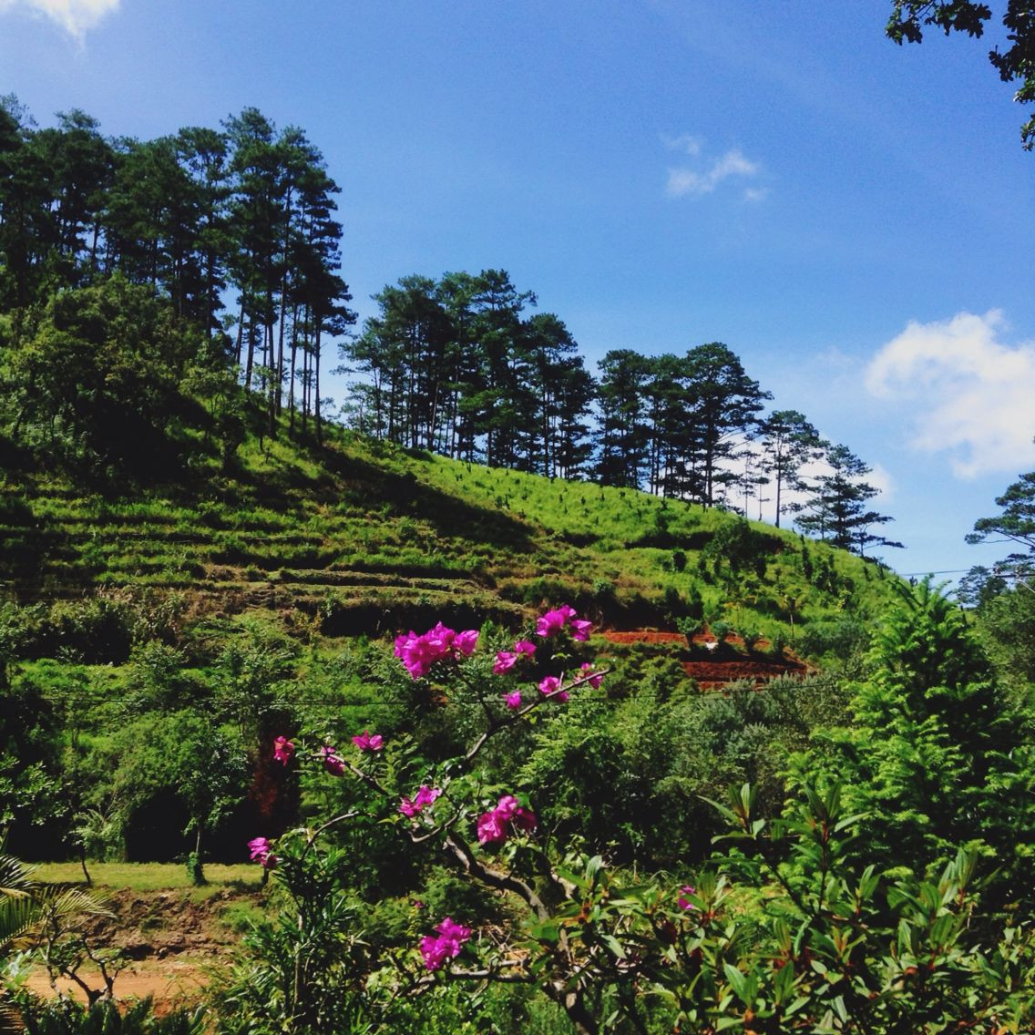 Ma Rừng Lữ Quán