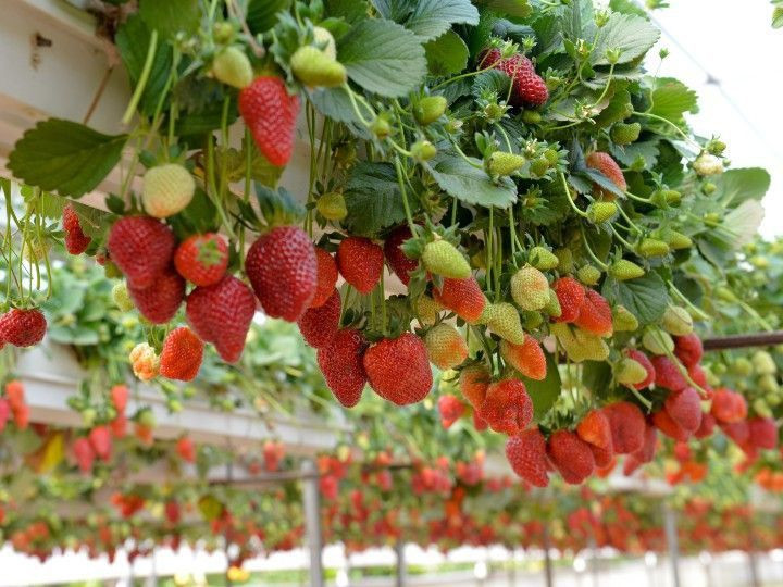 Dâu tây Đà Lạt Dâu tây Đà Lạt