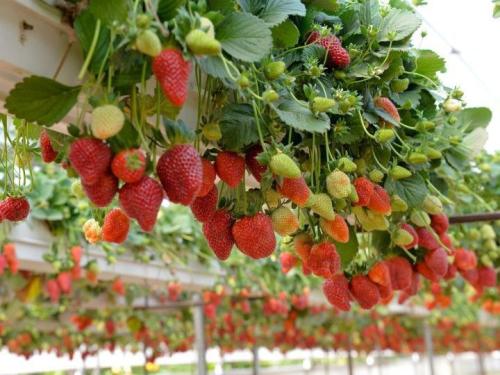Đặc sản Dâu Tây Đà Lạt: Cách chọn và hái tại vườn