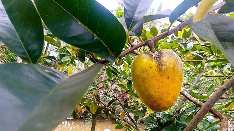 Top 5 cách trị trái bình bát trị bệnh bướu cổ hiệu quả trong việc khắc ...