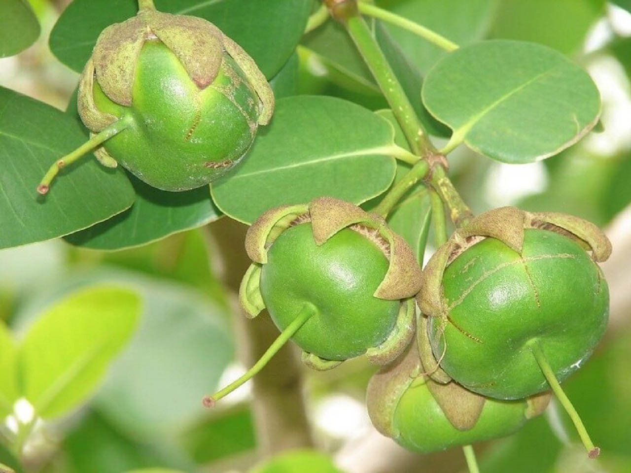 Trái bần - Top 8 món ăn độc đáo từ trái bần chua miền Tây