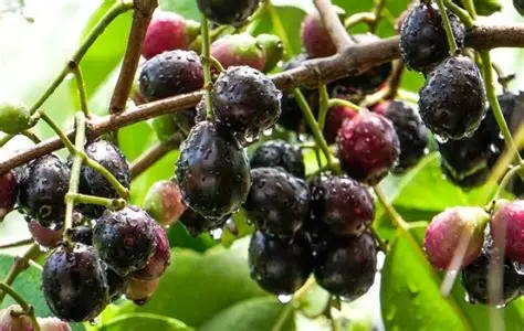 Trái trâm rừng miền Tây nhỏ bé, đen mọng như nho, là đặc sản mùa hè, hạ ...