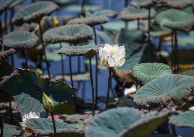 Những cồn cát khổng lồ đẹp như tranh vẽ ở Quy Nhơn