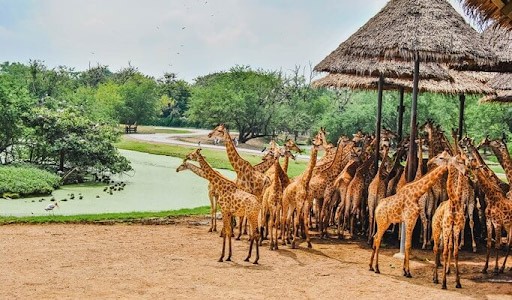 kinh nghiệm đi du lịch Thái Lan theo tour, thăm quan Safari World