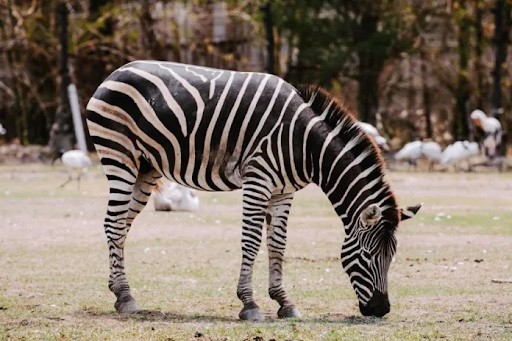 kinh nghiệm đi du lịch Thái Lan theo tour, trải nghiệm khu Safari Park