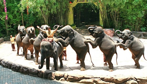 kinh nghiệm đi du lịch Thái Lan theo tour, Elephant Show