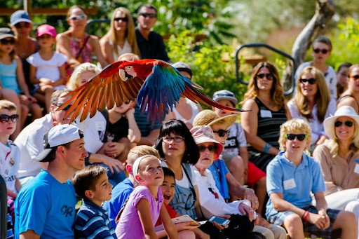 kinh nghiệm đi du lịch Thái Lan theo tour, Bird Show
