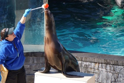 kinh nghiệm đi du lịch Thái Lan theo tour, Sea Lion Show