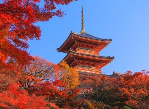 Top 7 cung đường ngắm lá đỏ Momiji đẹp nhất Kyoto