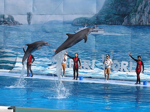 kinh nghiệm đi du lịch Thái Lan theo tour, Dolphin Show
