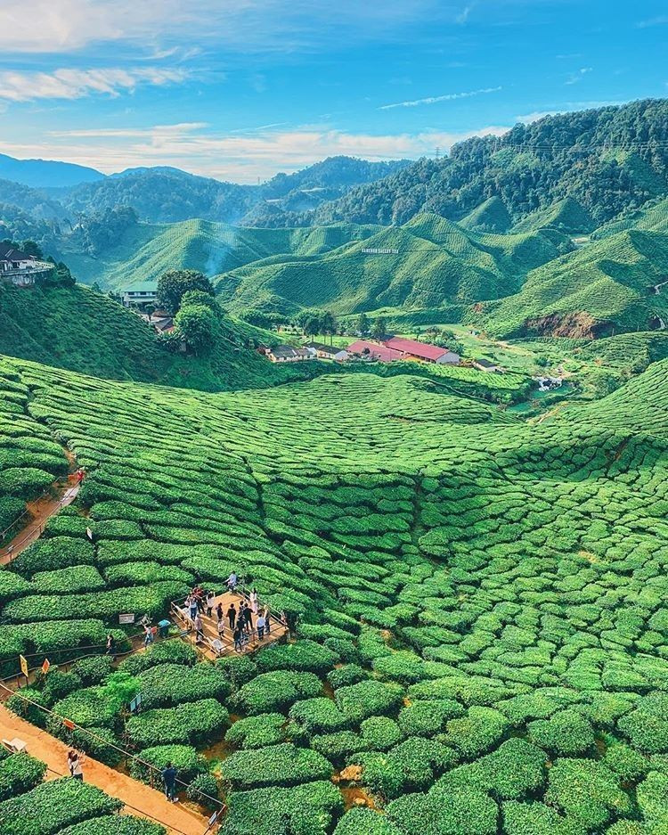 Cameron Highlands Cameron Highlands