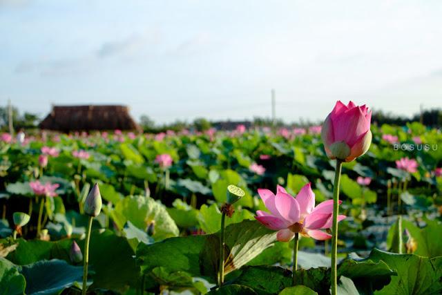 Ở Sài Thành Có Một Đầm Sen Tuyệt Đẹp Chẳng Thua Kém Hồ Tây