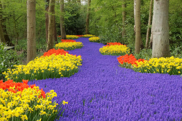 Keukenhof - một trong những vườn hoa lớn nhất thế giới. 20-canh-dep-noi-tieng-cua-ha-lan-ivivu-3