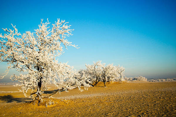 Mùa đông ở Loonse en Drunense Duinen - một công viên quốc gia tuyệt đẹp ở phía Nam của Hà Lan. Bạn có thể khám phá công viên bằng cách đi bộ, đi xe đạp, leo núi hoặc cưỡi ngựa. Mùa đông ở Loonse en Drunense Duinen - một công viên quốc gia tuyệt đẹp ở phía Nam của Hà Lan. Bạn có thể khám phá công viên bằng cách đi bộ, đi xe đạp, leo núi hoặc cưỡi ngựa.