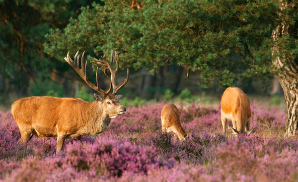 Một công viên quốc gia thú vị khác ở Hà Lan là Hoge Veluwe. 20-canh-dep-noi-tieng-cua-ha-lan-ivivu-17