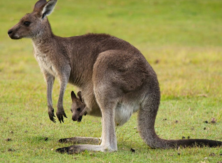 Kangaroo mẹ và con Kangaroo mẹ mang con trong túi trước – hình ảnh đặc trưng của động vật Úc