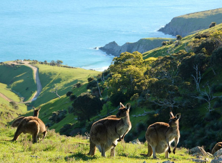 Tìm hiểu về loài chuột túi Kangaroo biểu tượng của Úc