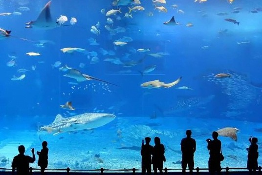 Kinh nghiệm du lịch Nha Trang địa điểm Viện Hải Dương Học