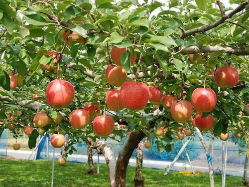 Hái trái cây mùa thu - hoạt động đáng trải nghiệm tại Nhật Bản